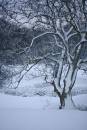6BK5343_snow_tree.jpg