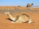 Camels_2.jpg