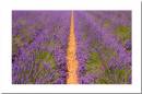 Lavender-Path.jpg