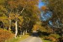 Woodland_road_in_Autumn_-_Loch_Naver_2.jpg