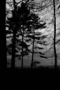 /gallery/data/2/thumbs/pines_in_silouette.jpg