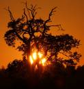 sunset_tree_3591s.jpg