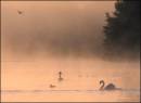 swan-lake.jpg