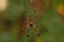 080606GoldenSilkSpiderbottom1b.jpg