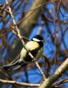 2012_02_11_Great_Tit_4.jpg