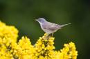 6BK7570_whitethroat.jpg