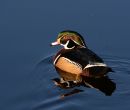 American_Wood_Duck.JPG