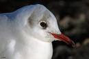 Black-headed_Gull_head_shot.jpg