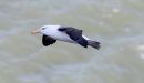 Black_Browed_Albatross_13-4-2022_46_.jpg