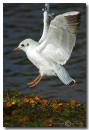 Black_Headed_Gull1.jpg