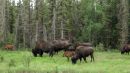 Buffalo_grazing_4.jpg