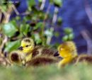 CANADA_GEESE_BABIES_2017_WM_RS_0001.jpg