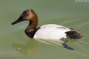 CANVASBACK_WM_RS_0001.jpg