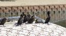 Double-crested_Cormorants_WM_RS_0001.jpg