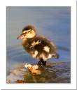 /gallery/data/501/thumbs/Duckling.jpg