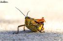 EASTERN_LUBBER_GRASSHOPPER_JULY_2021_RS_0001.jpg