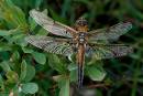 Four-spotted_Chaser_Dragonfly.jpg