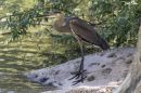 GREAT_BLUE_HERON_WM_RS_VER_A_0004.jpg