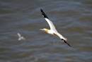 Gannet-in-flight.jpg