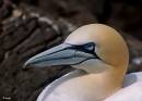 Gannet_head_shot.jpg