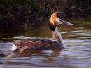 Great-Crested-Grebe-300kb.jpg