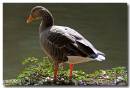 Greylag-goose.jpg