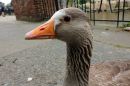 /gallery/data/501/thumbs/Greylag3.jpg