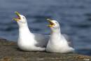 Herring-Gulls_-_Pair-calling_2.jpg