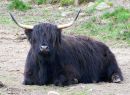 Highland_Coo_Inversnaid_.JPG