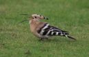 Hoopoe_Upupa_Epops_11-10-2020.jpg