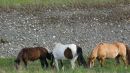 Horses_grazing_4.jpg