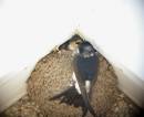 House_Martins_nest_17th_July_055-1.jpg