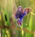 /gallery/data/501/thumbs/IMG_2840_butterfly_6_edited_Large_.jpg