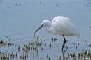 Little_Egret_with_Lamprey_2.jpg