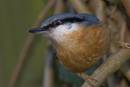 MTI_0582_Eurasian_Nuthatch.jpg