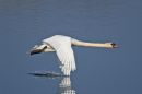 Mute-Swan-2.jpg