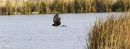 NORTHERN_HARRIER_2017_WM_RS_0002.jpg