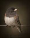 /gallery/data/501/thumbs/Oregon_junco_C.JPG