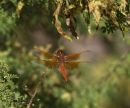 RED_DRAGON_FLY_WM_RS_0001.jpg