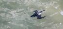 Razorbill_under_the_water_800.jpg