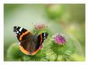 Red_Admiral1.JPG