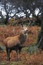 Red_Deer_Stag_in_woodland.jpg