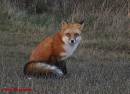 Red_Fox_2.jpg