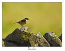 /gallery/data/501/thumbs/Stonechat.jpg