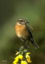 Stonechat_female_with_Damselfly.jpg