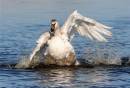 Swan_juv_bathing_4a.jpg