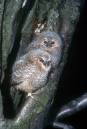 Tawny_Owl_chicks_at_nest_hole.jpg