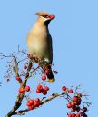 Waxwing_Winter_Visitor.jpg