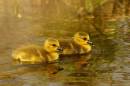 baby-ducks-2-cropped.jpg