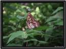 /gallery/data/501/thumbs/butterfly1.jpg